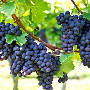 black-grapes-f