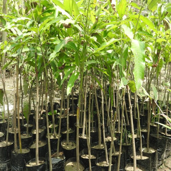 Aliveplant Nursery For All Tree Lovers Thai Catimon Mango Grafted