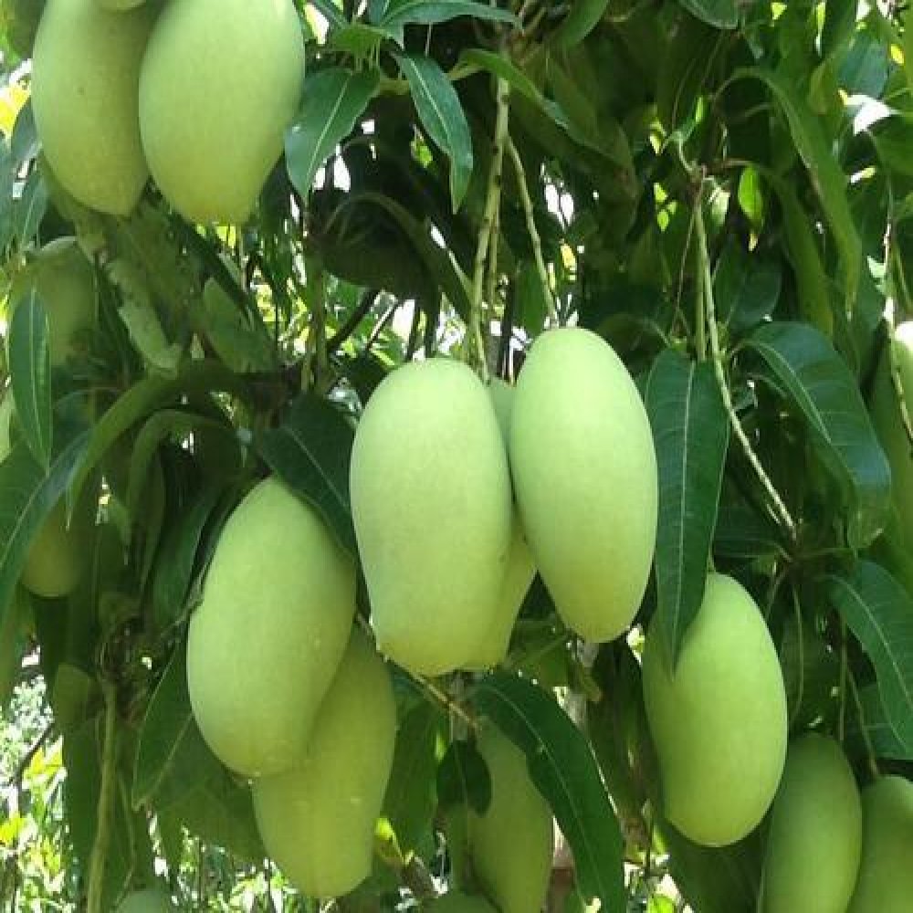 Aliveplant - Nursery For All Tree Lovers - Thai Catimon Mango(GRAFTED)