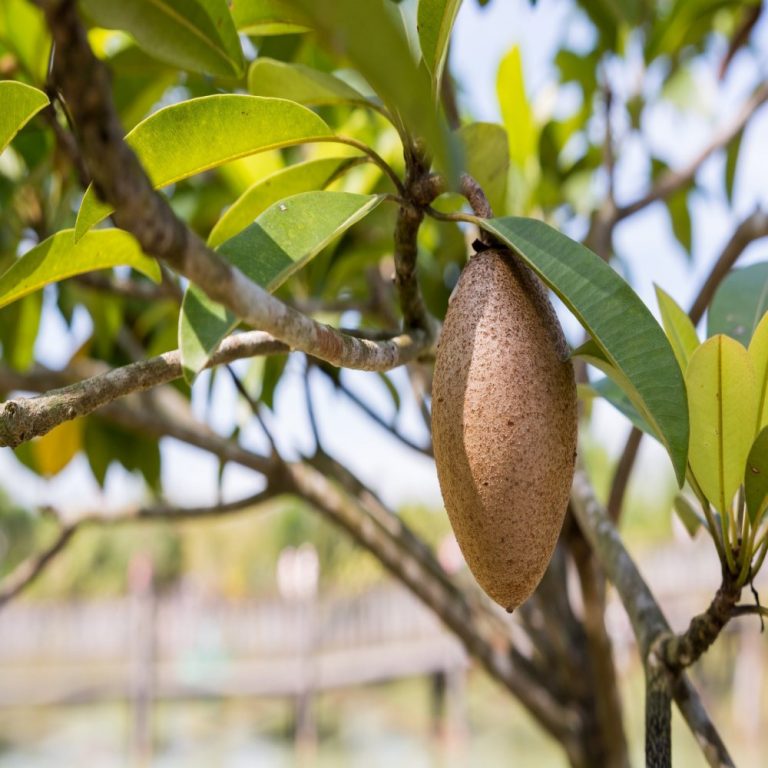 Thai Chikooif