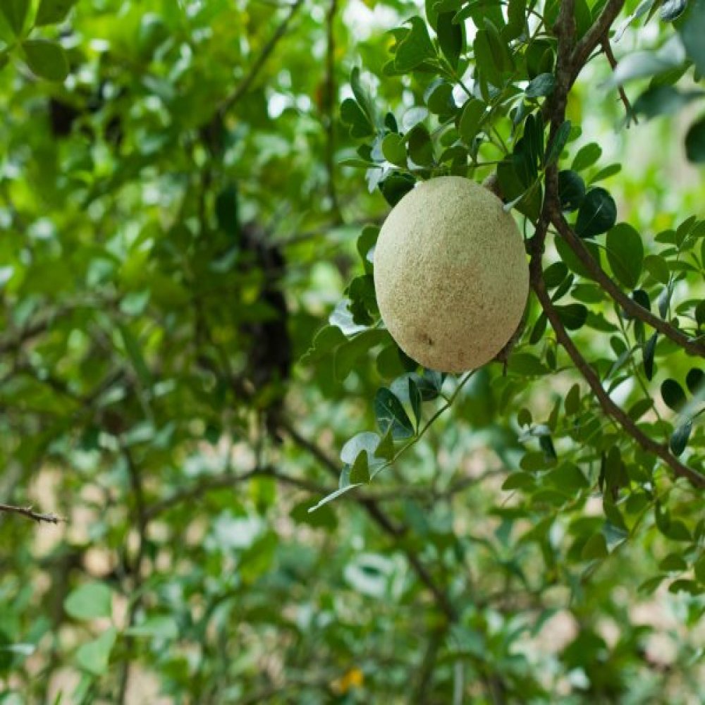 Wood Apple Tree