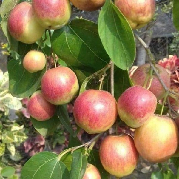 sundari-apple-kul-f