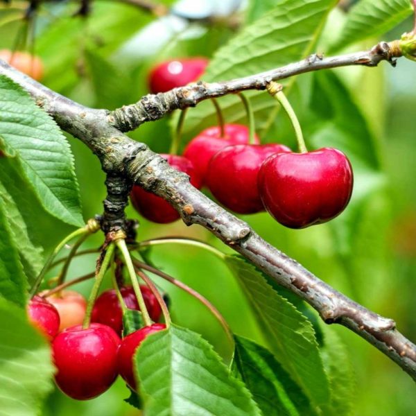 Cherry(চেরি)-f