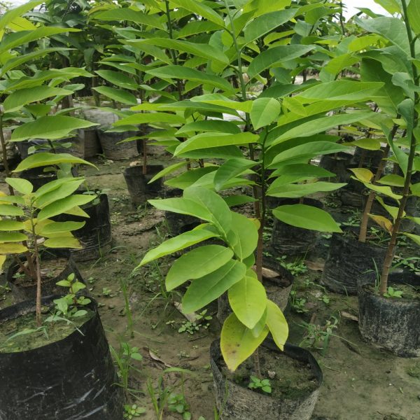Sharifa Plant(আতা)-g1