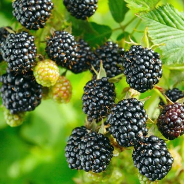 Blackberry plant f