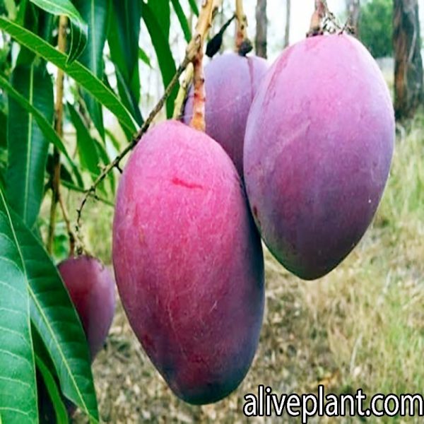 Aliveplant - Nursery For All Tree Lovers | Black Stone Mango(GRAFTED)