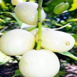 Thai-white-jamun-f