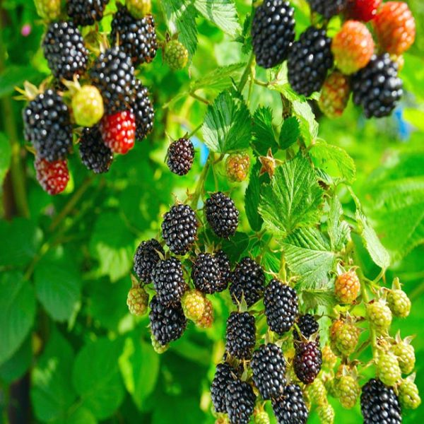 Blackberry plant g2