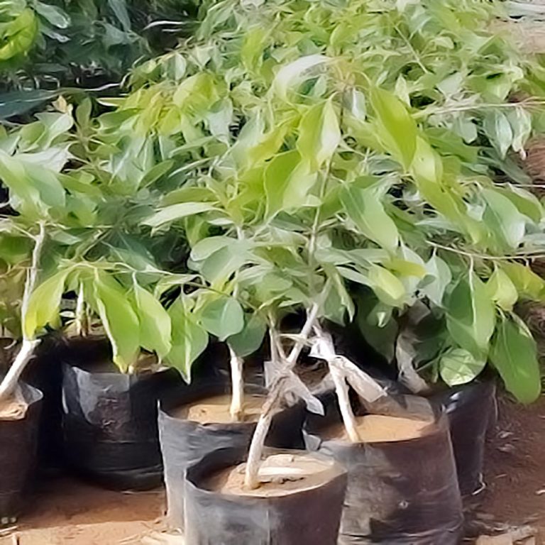 Aliveplant Nursery For All Tree Lovers Thai Black Jamun Grafted