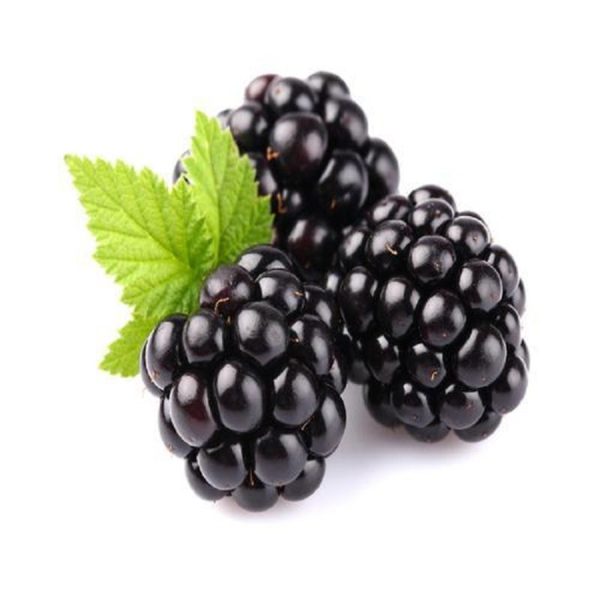 Blackberry plant g1
