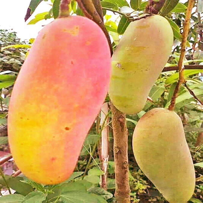 Aliveplant Nursery For All Tree Lovers Mango Combo