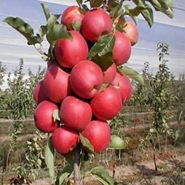 Aliveplant Nursery For All Tree Lovers Kashmiri Apple Bergrafted 