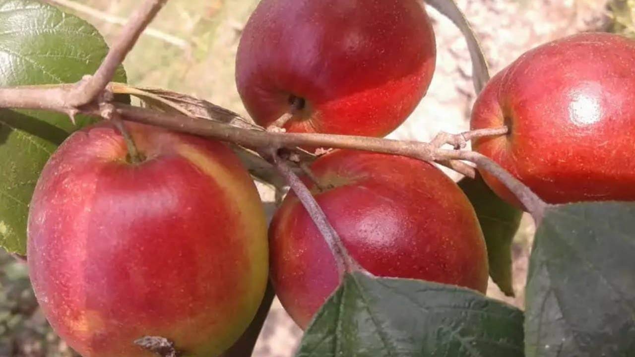 Golden Kasmiri Apple