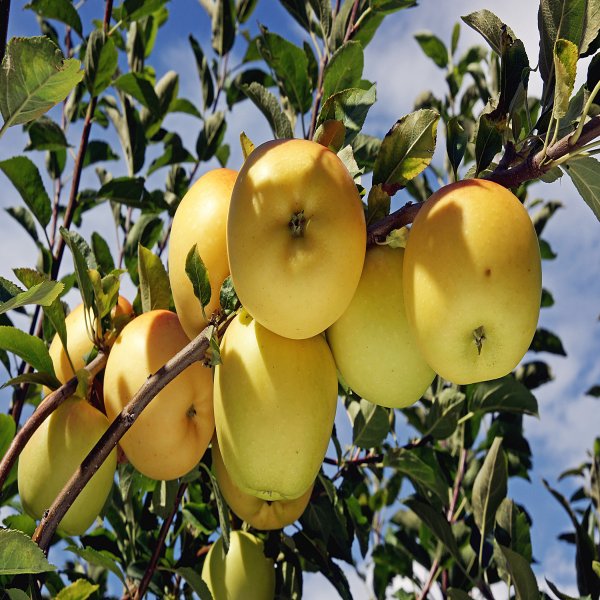 Aliveplant - Nursery For All Tree Lovers - Golden Dorsett Apple(GRAFTED)