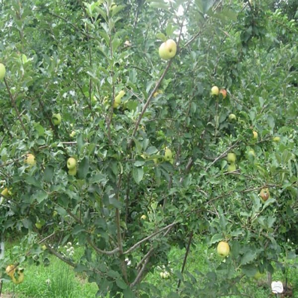 Apple Trees - Dorsett Gold