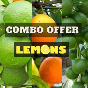 Lemon-combo
