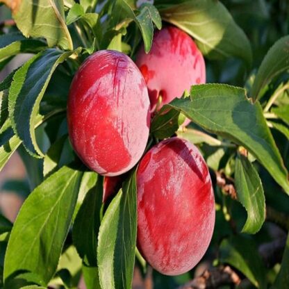 Aliveplant - Nursery For All Tree Lovers - Aloo Bukhara (Plum) Fruit Plant