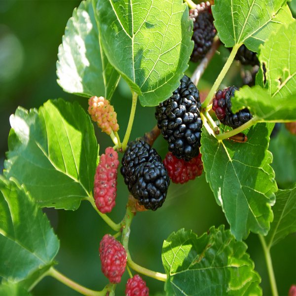 Aliveplant - Nursery For All Tree Lovers - MulBerry Plant