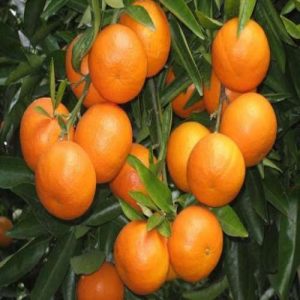 Chatoki-Orange-Grafted.jpg