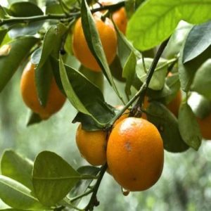 Darjeeling Orange(Grafted)