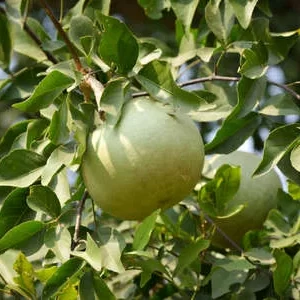 Thai Bel (Wood Apple)