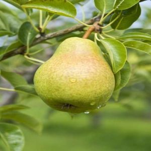 Green Pear(Grafted)