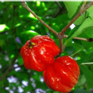 Red Surinam Cherry