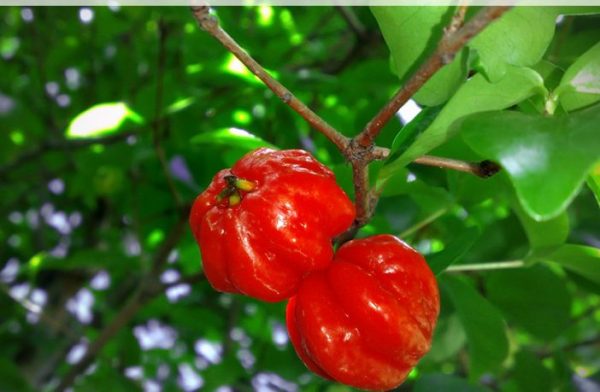 Red Surinam Cherry