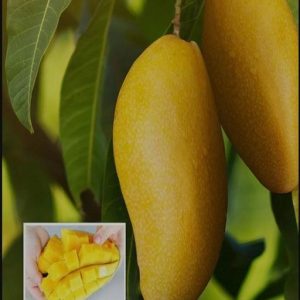 3 Taste Mango (Grafted)