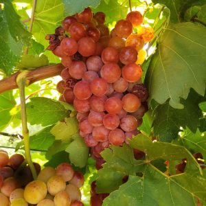 Flame Seedless Grapes (Grafted)