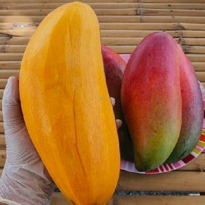 Red Ivory Mango (Grafted)