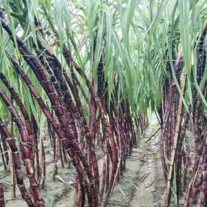 Philippines Black Sugarcane