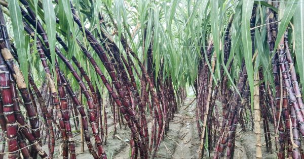 Philippines Black Sugarcane