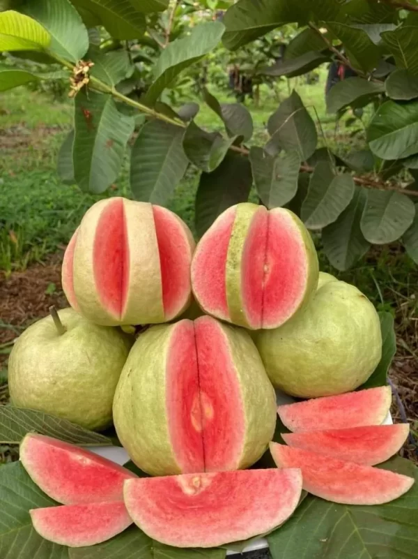 diamond guava