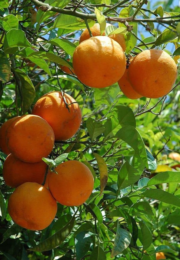 Darjeeling Giant Sweet Orange